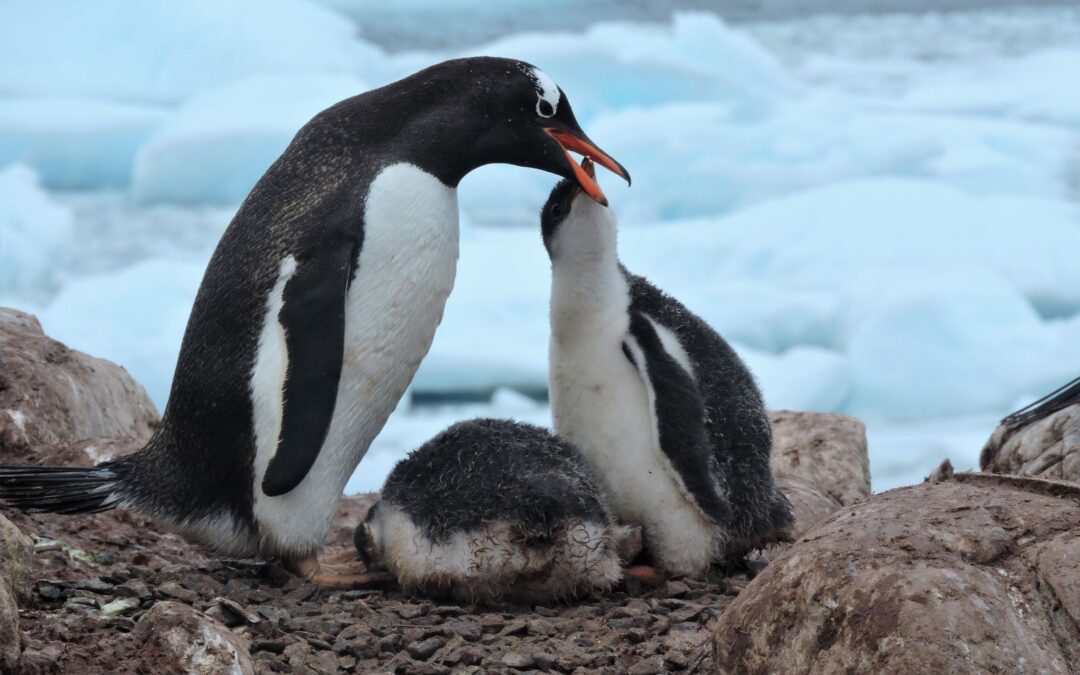 Classic Antarctica