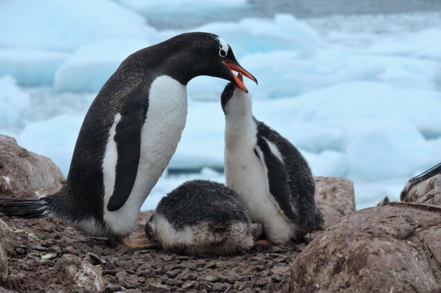 Gentoo Penguins©LoreBerutti