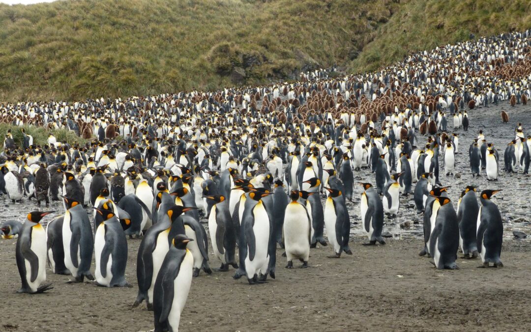 Antarctica, South Georgia & Falklands