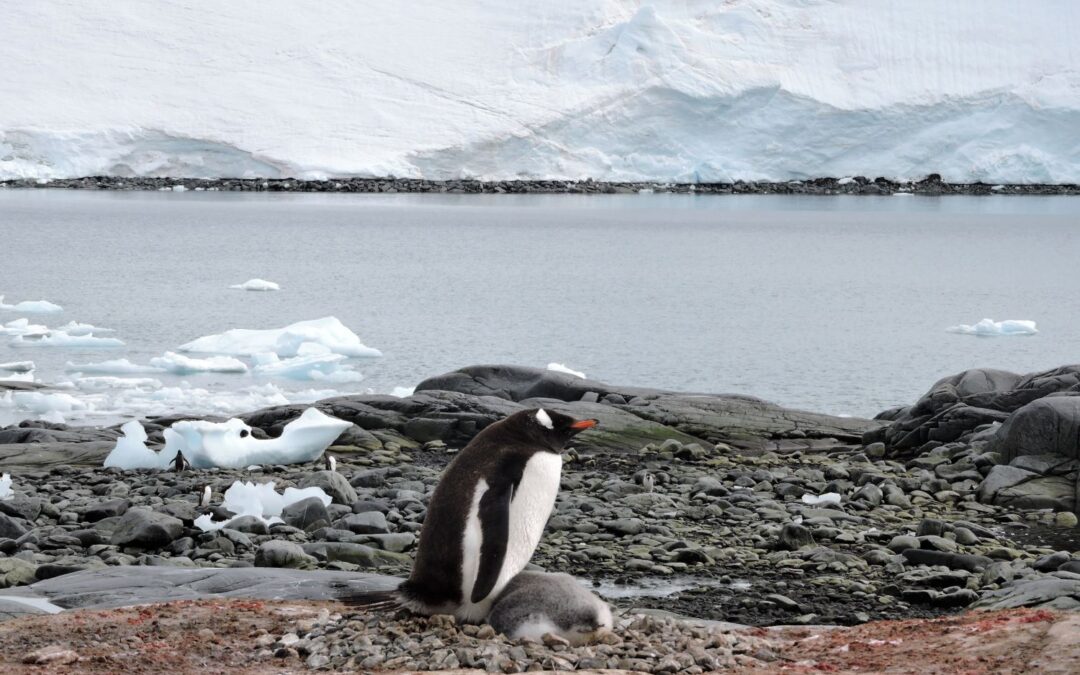 Classic Antarctica
