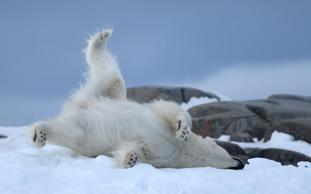 Arctic Odyssey: Svalbard, Greenland & Iceland