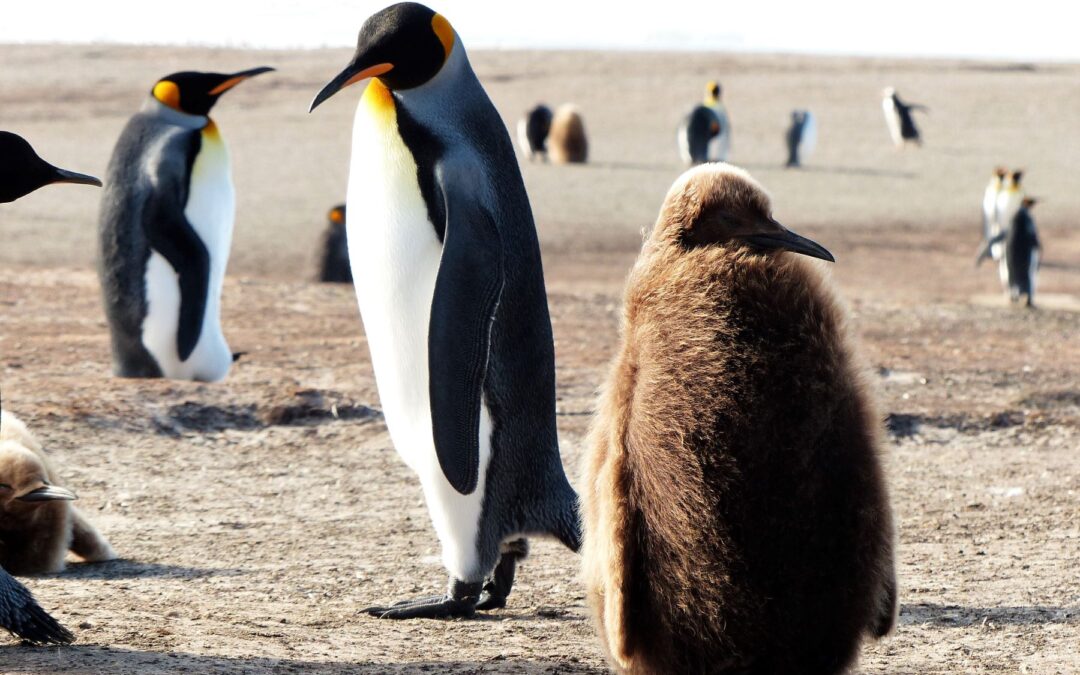 Antarctica and South Georgia Adventure