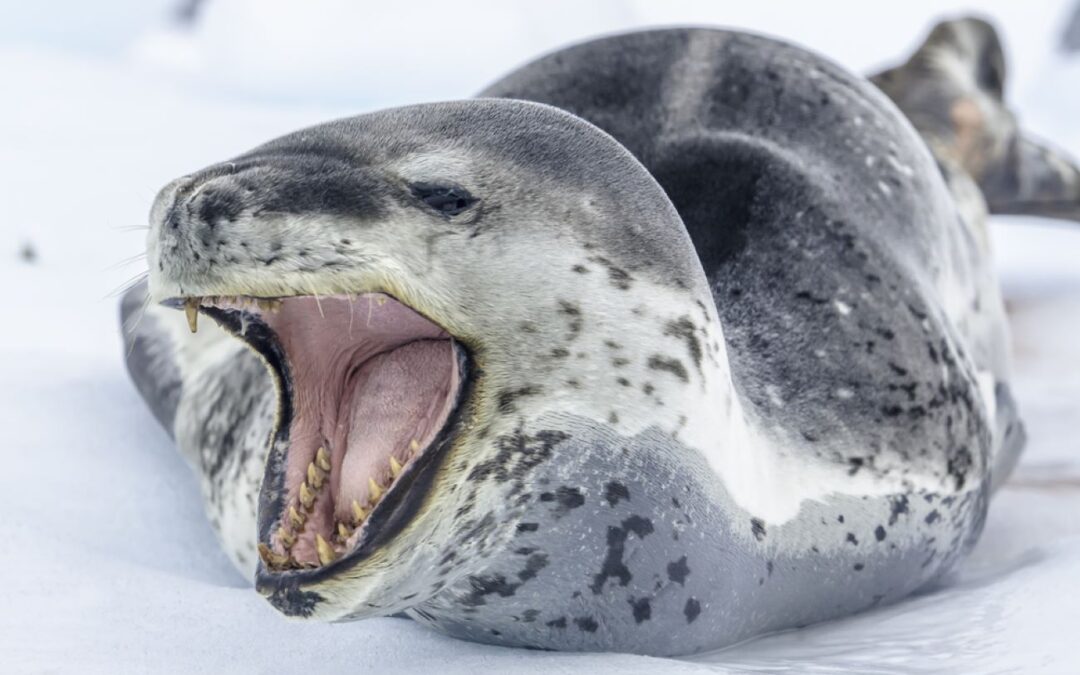 Antarctic Peninsula