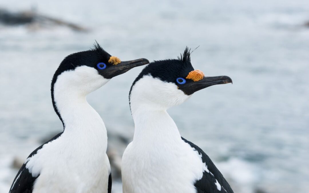 South Atlantic cruise: from Antarctica to South Africa