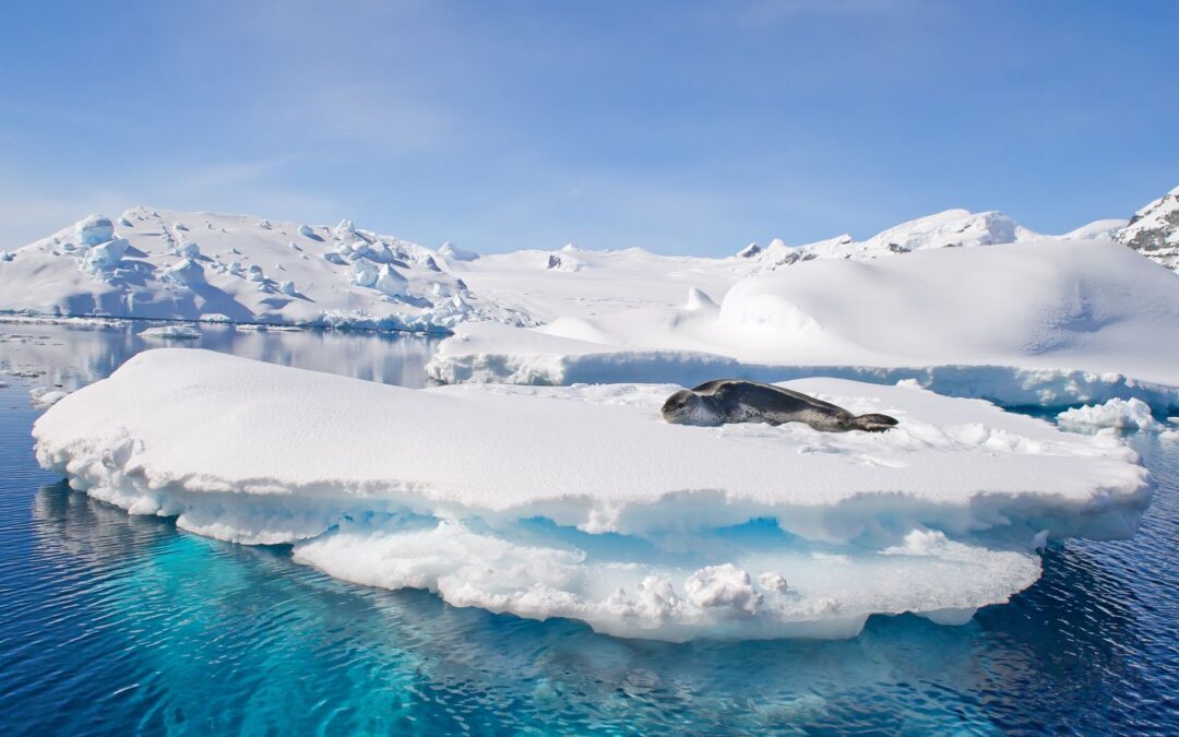 Cruise to the Antarctic Circle