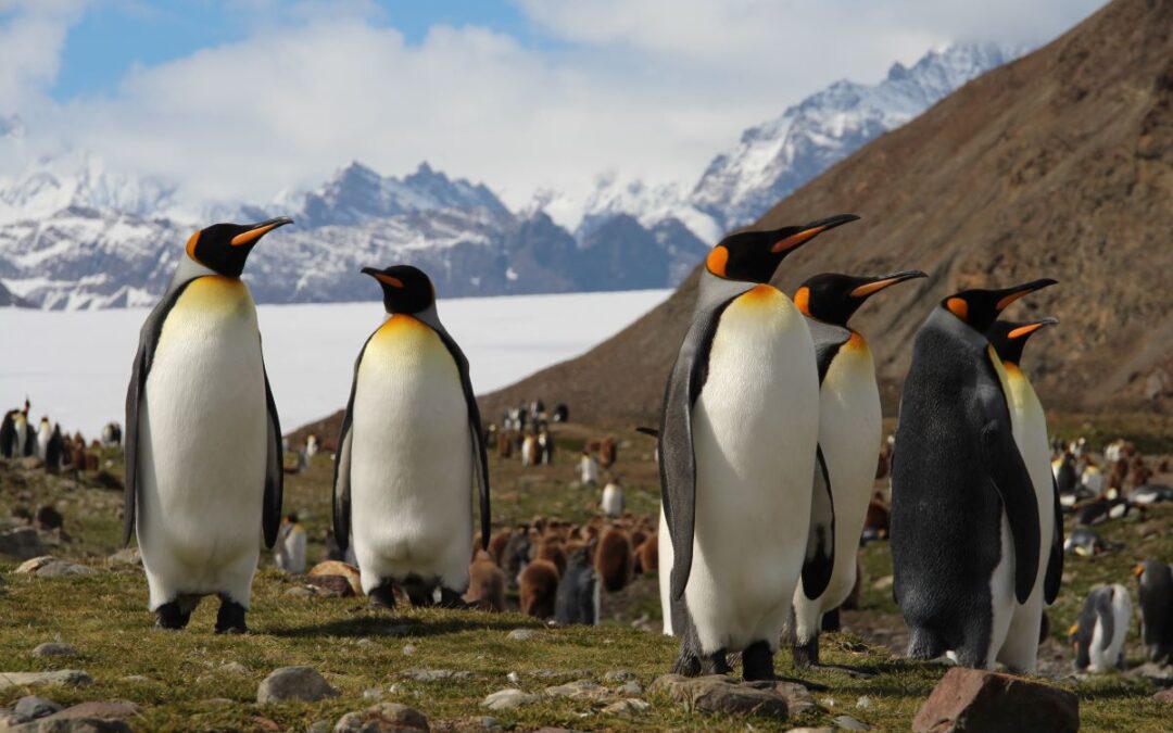 Malvinas, South Georgia & Antarctica: Embarking in Buenos Aires