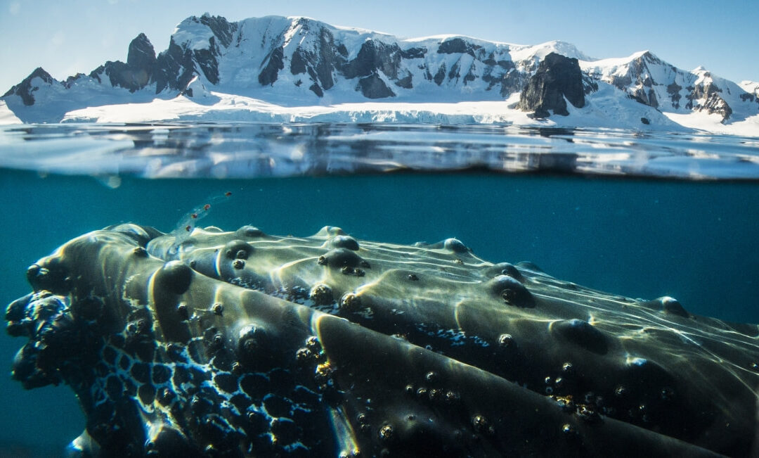 Antarctica – Polar Circle 12-day