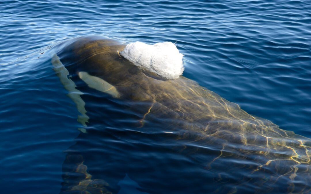 Antarctica – Polar Circle