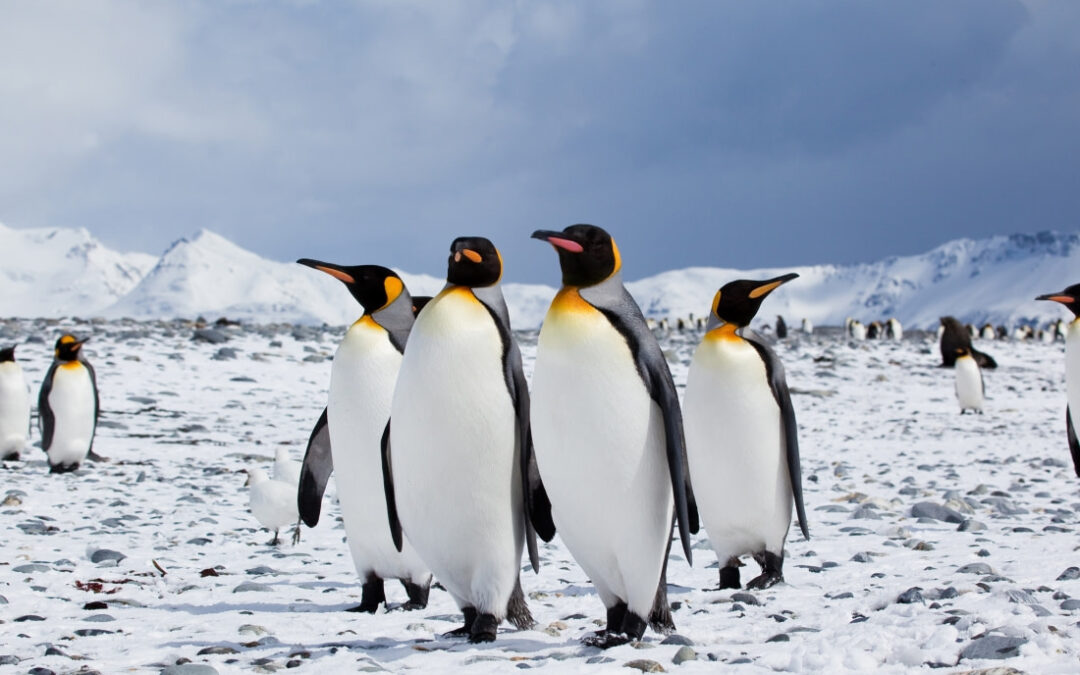 Falkland Islands – South Georgia – Antarctica