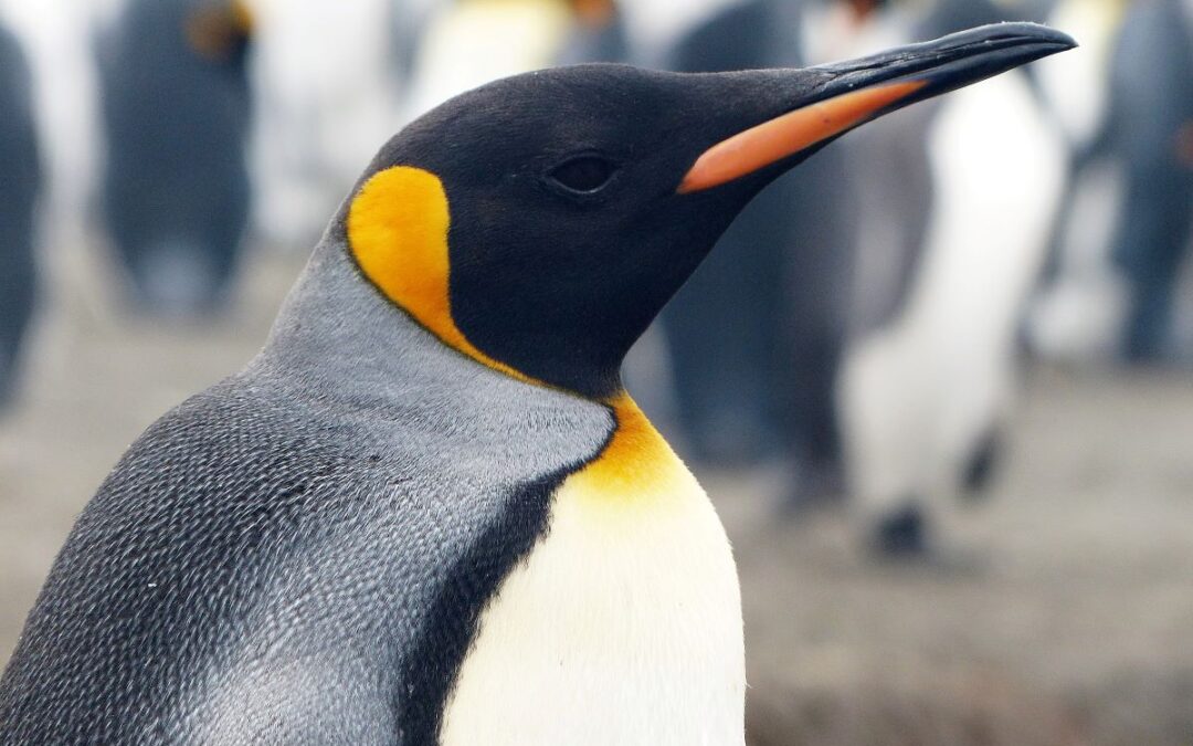 Malvinas, South Georgia & Antarctica (USH-BUE)