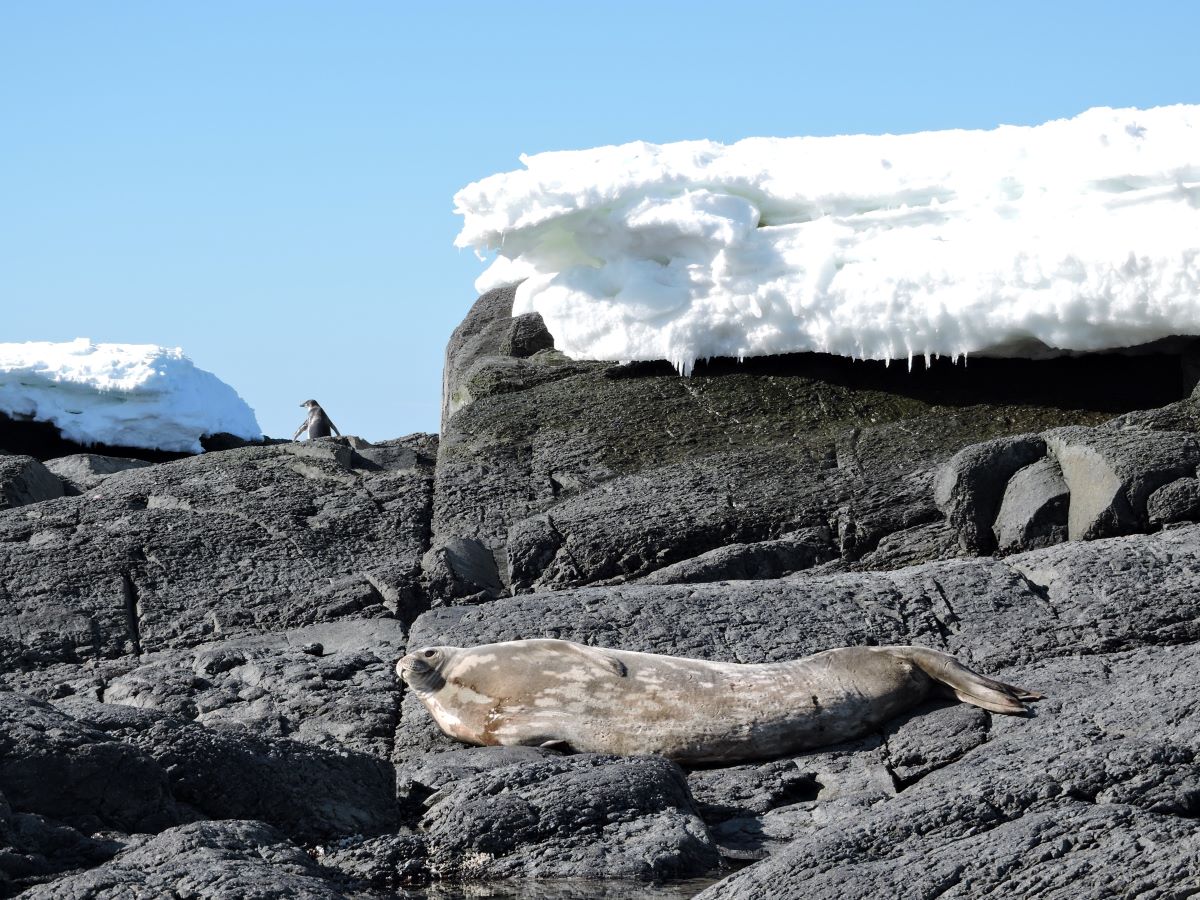 Weddell Sea In Search Of The Emperor Penguin Antarctic Polar   Gourdin Island Weddell Seal 