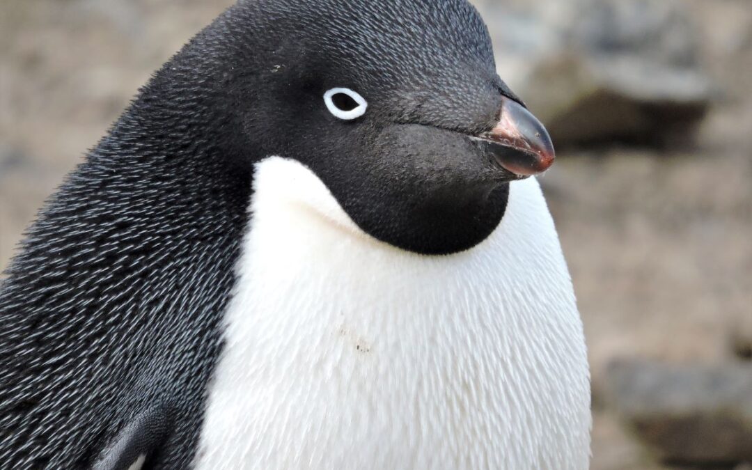 Realm of Penguins & Icebergs